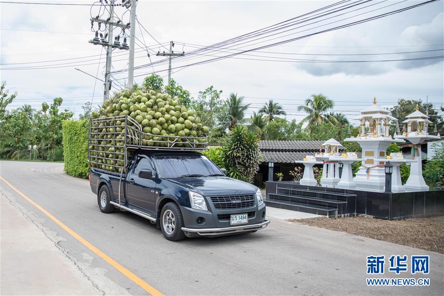 （第三屆進博會&middot;圖文互動）（1）通訊：椰香飄進進博會 市場開放共繁榮&mdash;&mdash;一名泰國椰商的心聲
