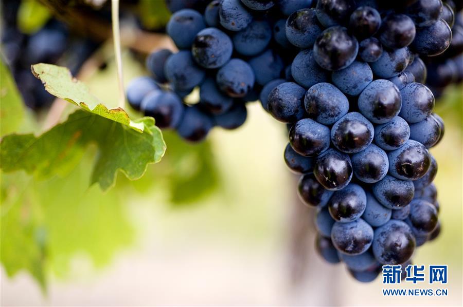 （第三屆進博會&middot;圖文互動）（4）專訪：進博會是了解中國市場的好機會&mdash;&mdash;訪澳大利亞諾瓦維塔葡萄酒集團創始人卡臣