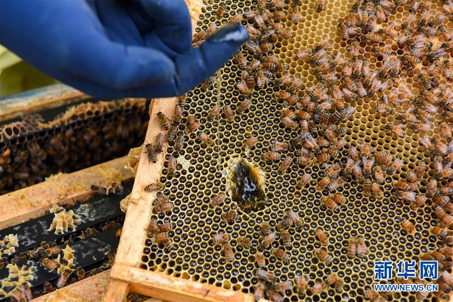 （第三屆進(jìn)博會(huì)&middot;圖文互動(dòng)）（6）通訊：新西蘭的進(jìn)博會(huì)味道，甜