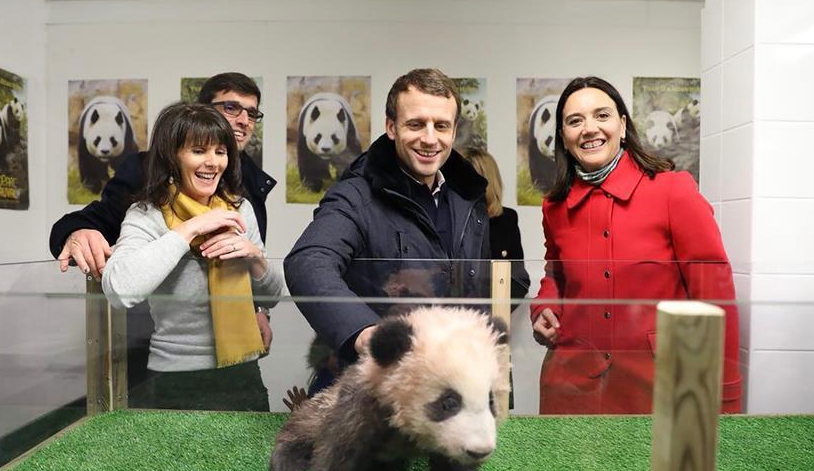 法國總統參觀大熊貓寶寶&ldquo;圓夢&rdquo;