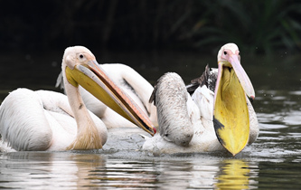 白鵜鶘&ldquo;作客&rdquo;海口
