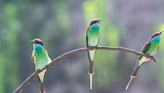 &ldquo;中國最美小鳥&rdquo;現身大別山