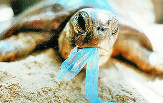 你隨手一扔，也許就毀掉它們的一生！